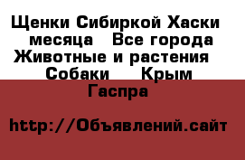 Щенки Сибиркой Хаски 2 месяца - Все города Животные и растения » Собаки   . Крым,Гаспра